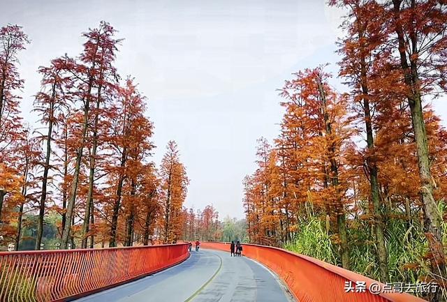 成都旅游真厉害，水杉红又被国际“种草”，这5处超级壮观！