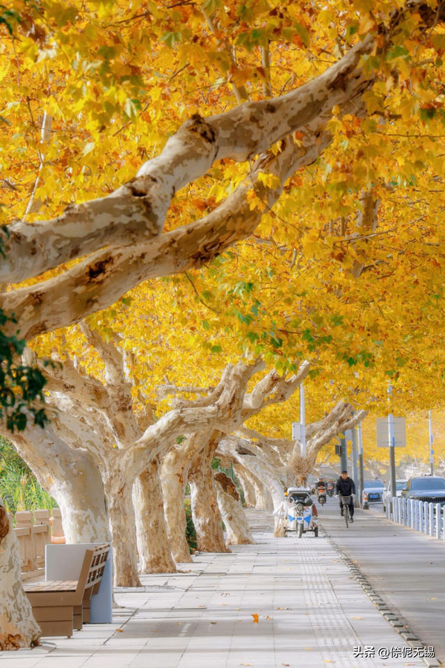 无锡市中心梧桐大道，迎来最浪漫时刻！