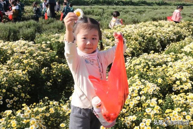 秋游射阳，这片菊海藏不住了！