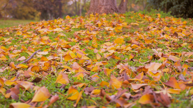 广饶初冬的仪式感来了！