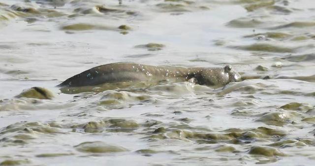 快乐的25/26深圳湾候鸟季