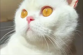 玄学捡猫技巧：遇到这几种流浪猫，直接捡回家，很可能旺你！图片