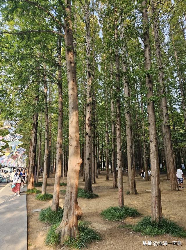 日照市海滨国家森林公园水杉大道，笔直，高大，威猛，挺拔身姿