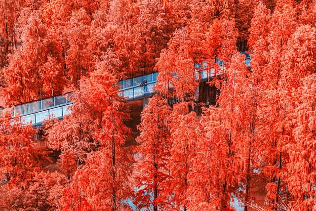 深圳这九个有落羽杉的地方，秋色美如画，接下来一天比一天美