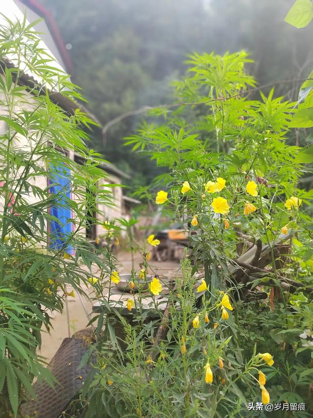 在栾川避暑啥感觉？三天的经历分享给你，你愿意去吗？