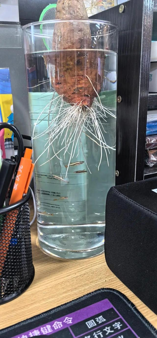 陕西一男子，晒“客厅红薯瀑布”走红，网友：我以为是塑料装饰品