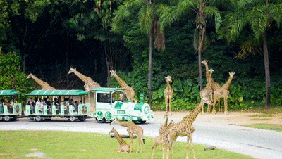 4万公里 ，100%出勤率！宇通观光车助力长隆打造沉浸式生态之旅