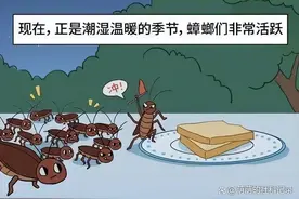 家中蟑螂“成堆”别慌，家里放上“1物”，省时省力“见效快”图片