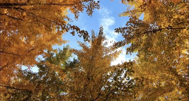 冬之伊始，来潼关寻觅初冬色彩