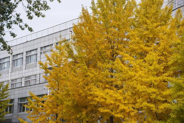 收藏一个秋天，石景山绝美秋色大公开