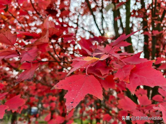 四川行(75)广汉②金雁湖公园·黑塔街·龙居寺