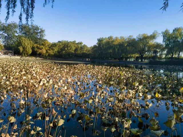 颐和园秋色印记