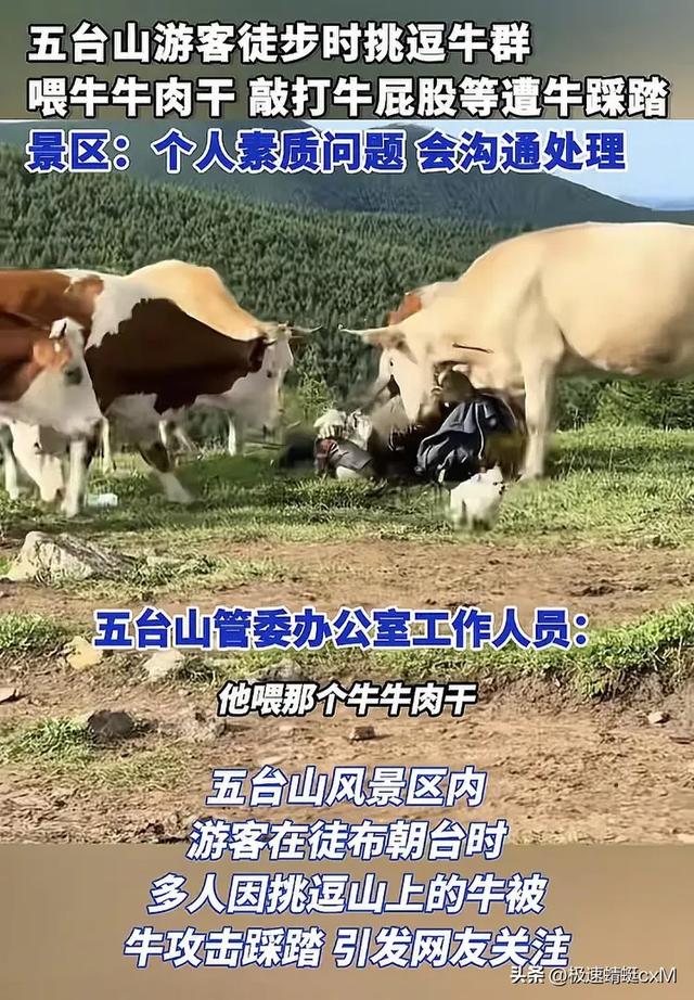 五台山牛群攻击游客反转！疑景区甩锅"挑衅"，当事人曝更多细节