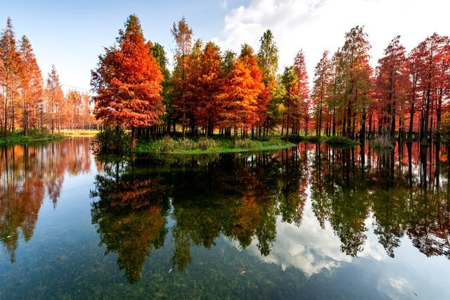 上海深秋封神路线！红叶燃秋+古寺银杏，3条私藏线承包你的诗意