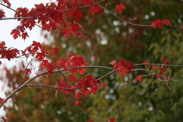 长春北湖公园：湖光秋色两相宜