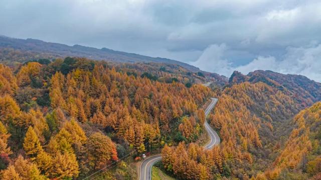 旺苍县红叶已达Ⅲ级，进入最佳观赏期！