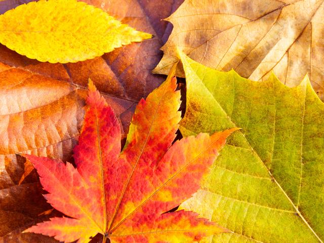 风墨壁纸 | iPad平板电脑自由枫叶ins山4k超清横屏风景壁纸