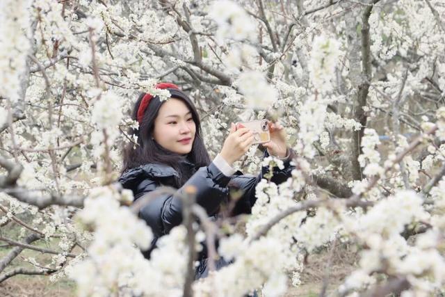 雪白冬日氛围感拉满！从化桂峰、莲麻李花节上线，吃喝玩乐一站畅玩