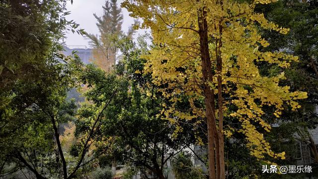 冬夜（散文诗)/墨乐缘