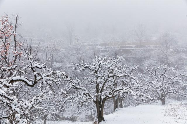 今年冬天是暖冬还是冷冬？雪大不大？答案来了
