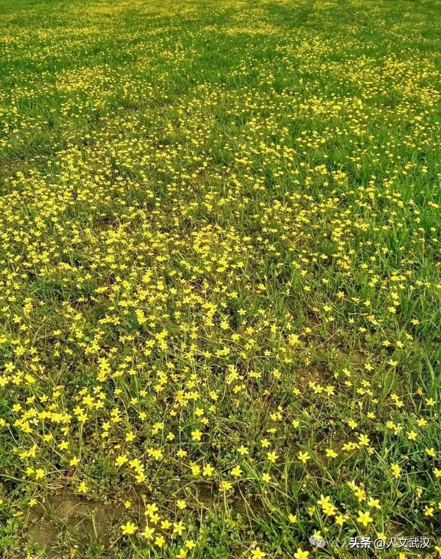 城市漫步 | 黄陂 • 初探黄花涝