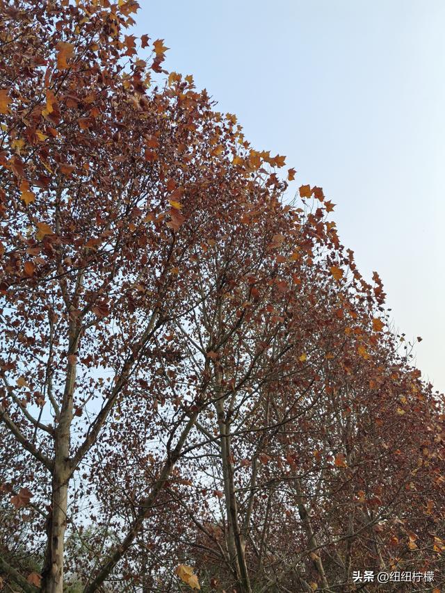 为看金黄美景和红墙，我来北碚静观走一趟，在塔坪寺和思乡台公园