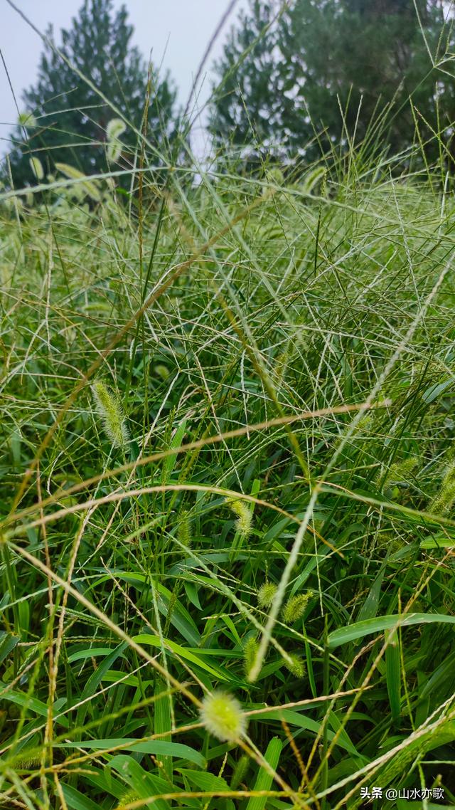 夏天过去了，秋天也过去了，我再也没有见过那个手捧狗尾草的男人