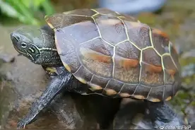 10种中国本土乌龟全收录，认识我们身边的龟精灵图片