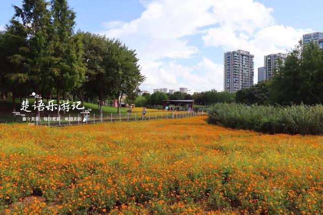浙江宁波这片花海再次绽放，被誉为藏在城中的秋天童话，真的超美