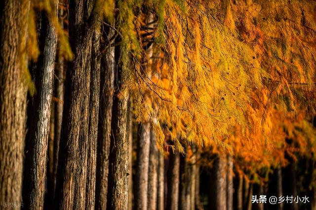 今日大雪，老人说“冷不冷，就看大雪”，今年冬天是冷冬吗？
