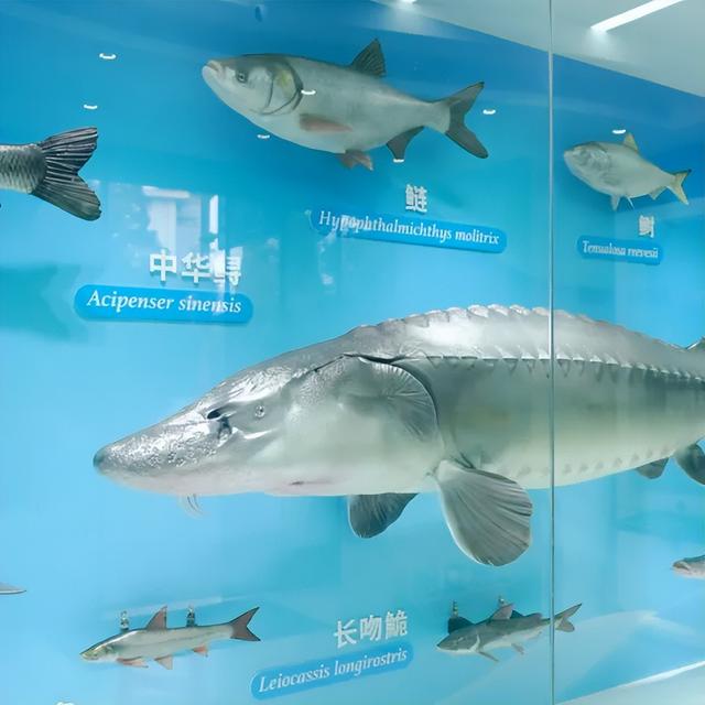 南京地铁5号线隐藏玩法！你绝对不知道，它藏着一条“生态盲盒”路线