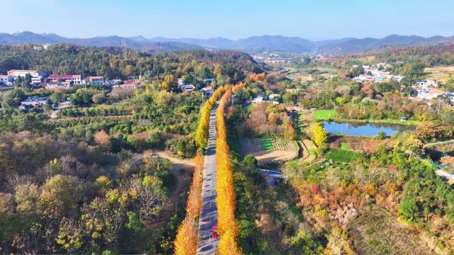 限定秋色！孝昌小悟千年银杏美出圈