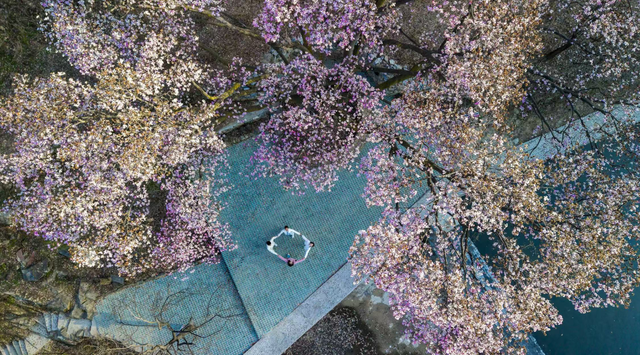 【河南鲁山：辛夷花开报春来】