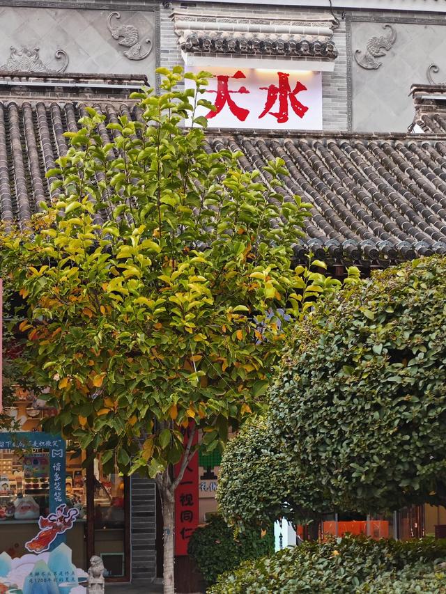 人文深度游:从礼县三国烽烟到天水文明脉络 解锁陇东南文化双坐标