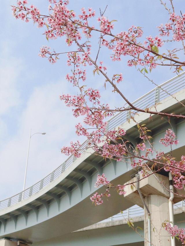 福州春日出游必打卡！农大沙滩公园的郁金香花海，美到令人藏不住