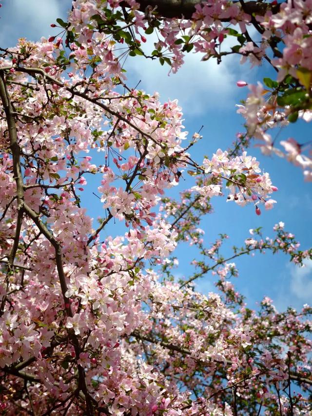 烟火成都丨哇塞！成都的春天也太会开了