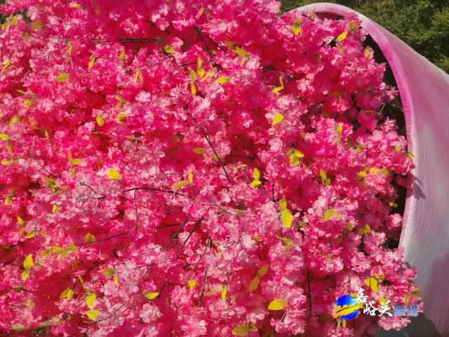 花美人少赶紧去!嘉峪关出现“宝藏级”五彩花海,全网都在追问来源!