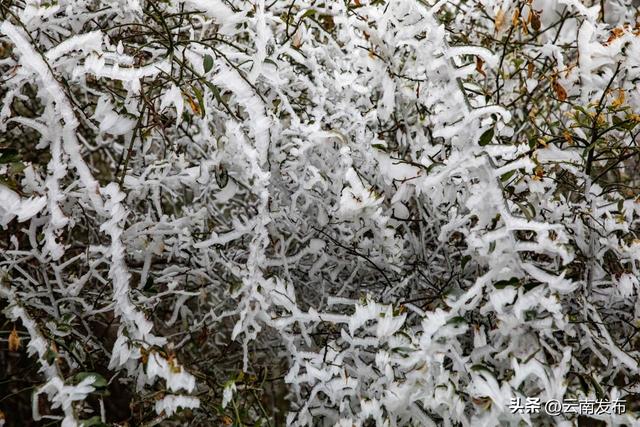 今年第一场雾凇,你追到了吗？