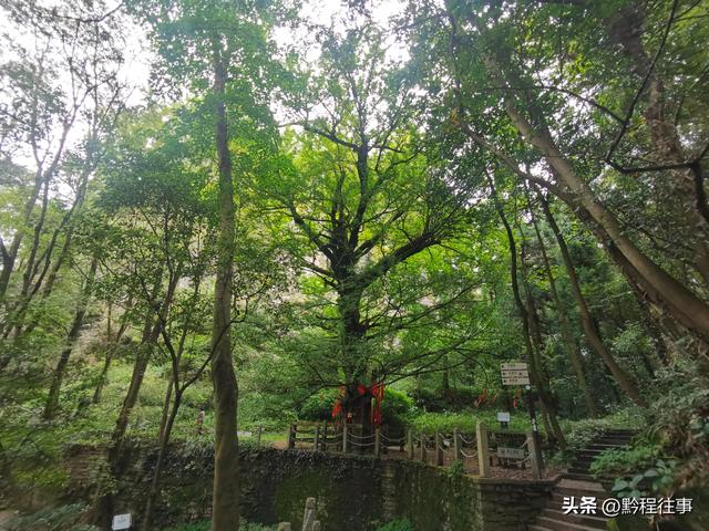 寻找一片僧人墓地，佛门高僧竟然最后落得尸骸无存