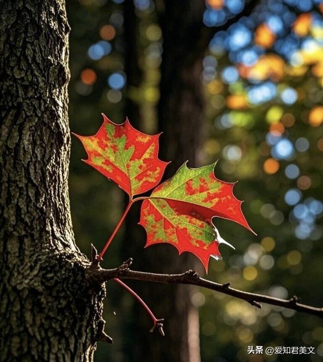 秋之雅趣，美不可言