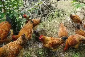 真正在果园养过鸡的都知道，养鸡的那片地是寸草不生的。图片