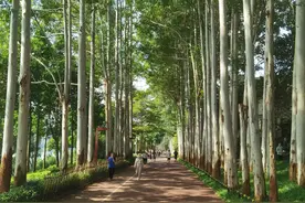被专家喷得一无是处的桉树林，在南宁市变成网红打卡圣地图片