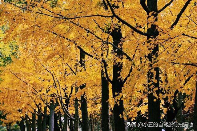 11月旅游的目的地推荐|每一个都是出片圣地的存在