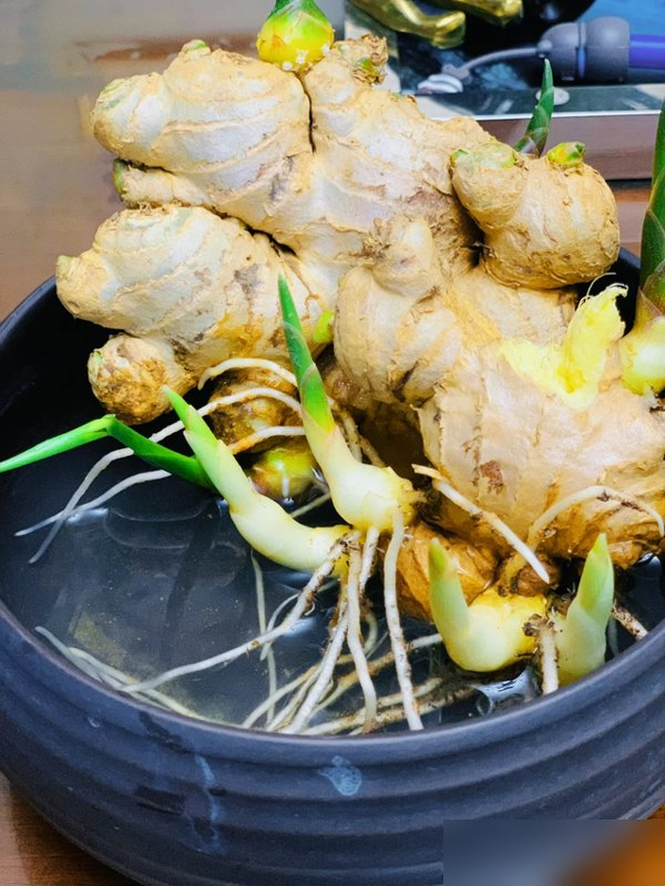 北京一姑娘“把生姜当绿植”养在客厅走红，网友：好美，好高级