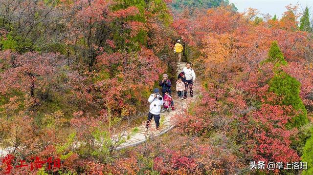 层林尽染！洛阳黄河两岸秋景已上线