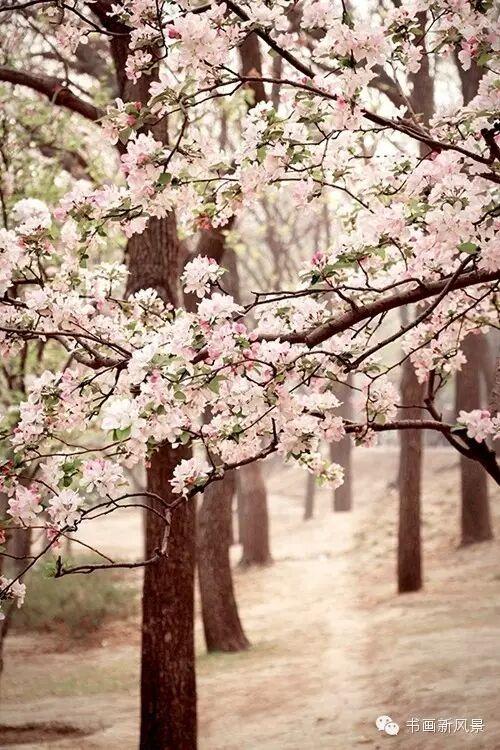 醉是春花烂漫时