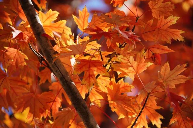 实拍！海淀“莫奈花园”已开启五彩斑斓“童话模式”