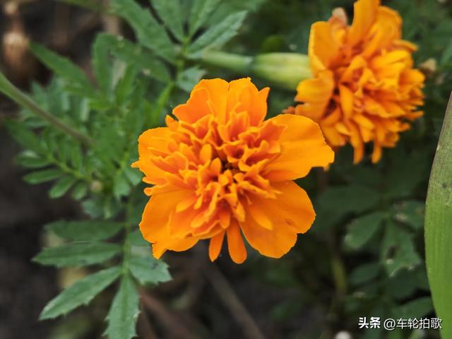 没有一株薰衣草的薰衣草庄园
