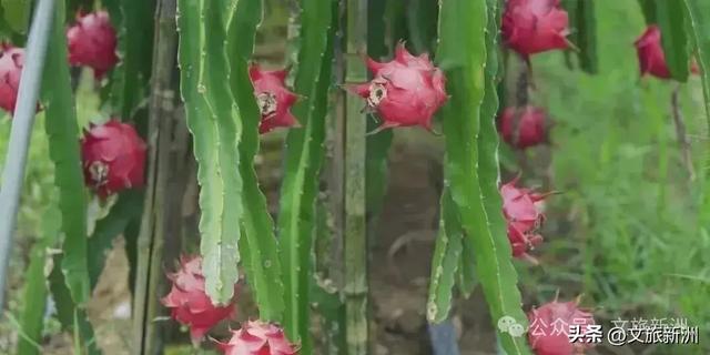 57万人次来打卡！“双节”假期新洲绽放别样精彩