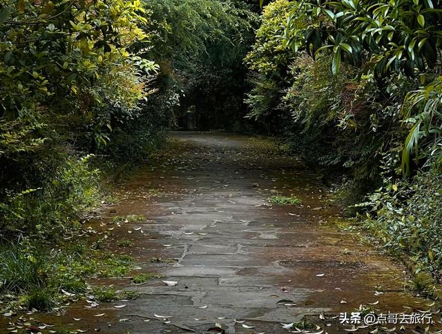 成都龙泉森林徒步路线，被严重低估，不要门票，拍照超级出片！